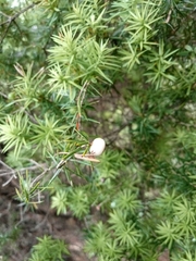 Leptecophylla juniperina