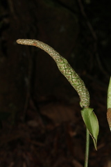 Anthurium bragae
