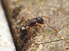 Pristomyrmex punctatus