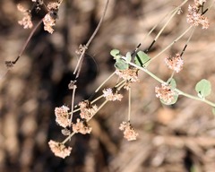 Eriogonum cinereum