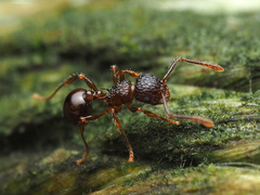 Pristomyrmex punctatus
