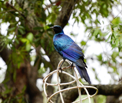 Lamprotornis australis