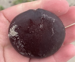 Sea Bean (Entada gigas)