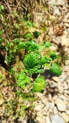 Ribes pentlandii