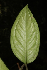 Anthurium bragae