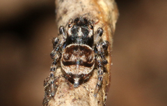 Maratus volans