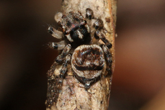 Maratus volans