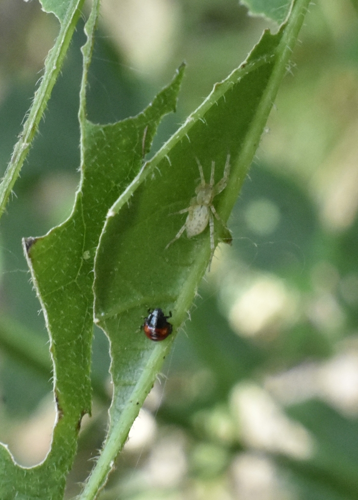 Ghost Spiders in September 2018 by Whitney Mattila. This is for the ...