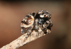 Maratus volans
