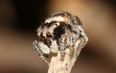 Maratus volans