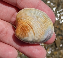 Austrovenus stutchburyi