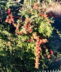 Pyracantha angustifolia