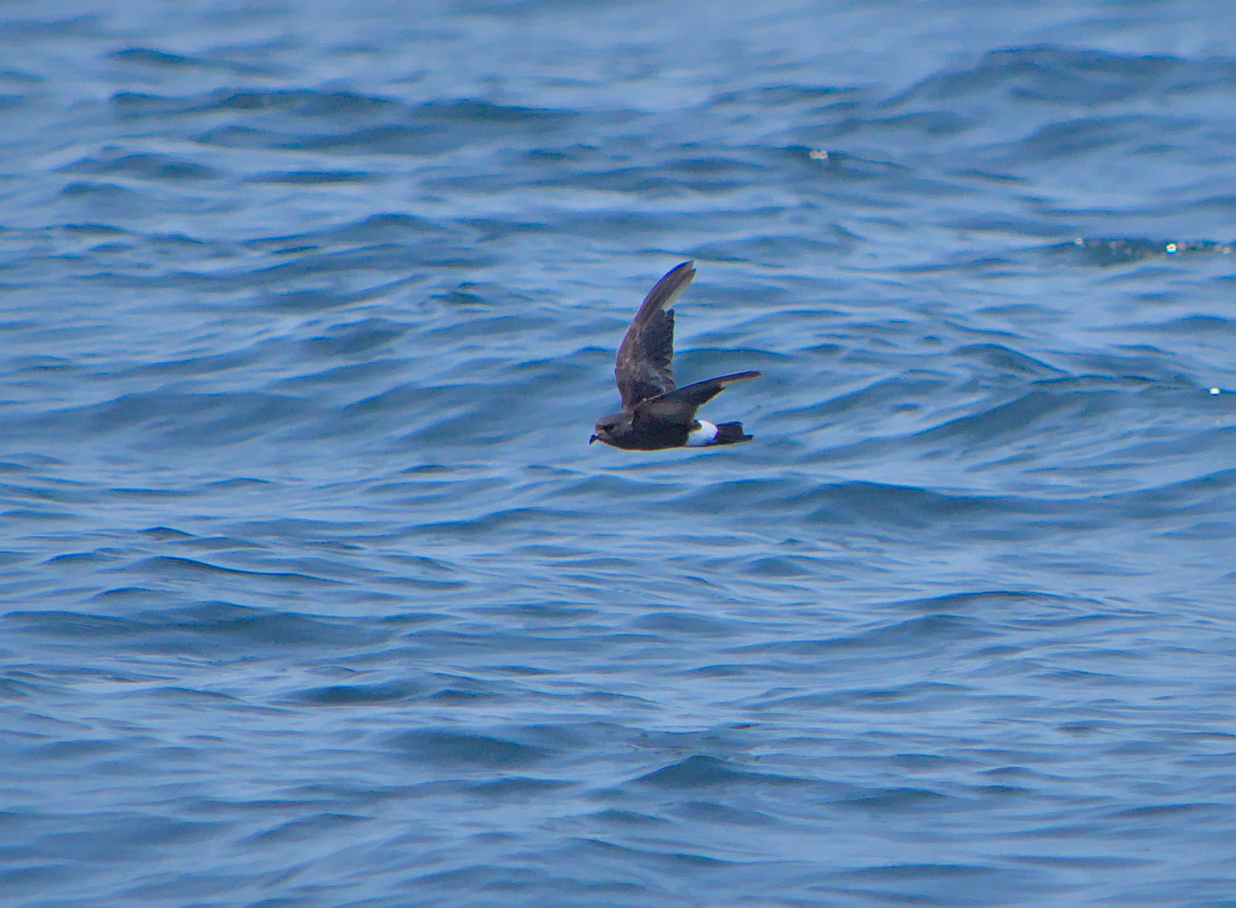 Wilson's Storm-Petrel (Oceanites oceanicus)