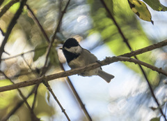 Poecile sclateri