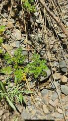 Lepidium bipinnatifidum