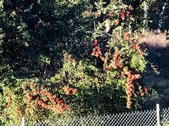 Pyracantha angustifolia