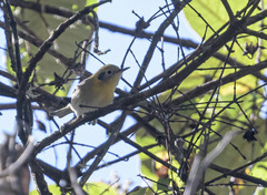 Peucedramus taeniatus