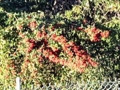 Pyracantha angustifolia