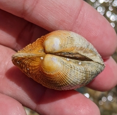 Austrovenus stutchburyi