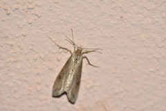 Evergestis isatidalis