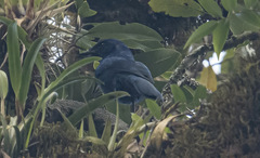Aphelocoma unicolor