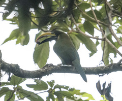 Aulacorhynchus prasinus