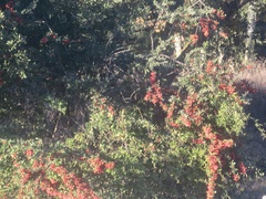 Pyracantha angustifolia