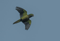 Eupsittula nana