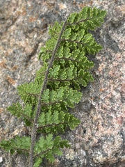 Cheilanthes hirta hirta