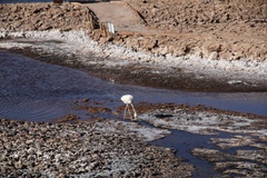 Phoenicoparrus jamesi