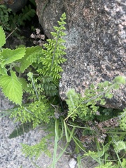 Cheilanthes hirta hirta