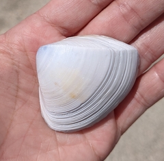 Crassula aequilatera