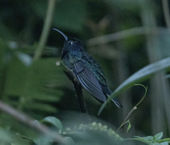 Campylopterus hemileucurus