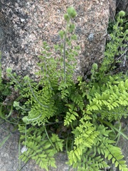 Cheilanthes hirta hirta