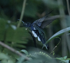 Campylopterus hemileucurus