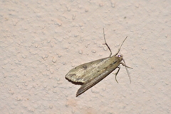 Evergestis isatidalis