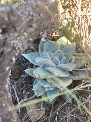 Dudleya