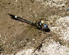 Macrothemis pseudimitans