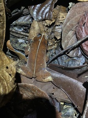 Rhinella proboscidea
