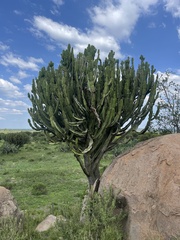 Euphorbia ingens
