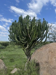 Euphorbia ingens