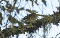 Chlorospingus flavopectus