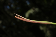 Anthurium comtum
