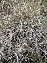 Themeda triandra