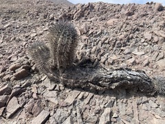 Copiapoa atacamensis