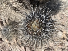 Copiapoa atacamensis
