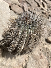 Copiapoa atacamensis