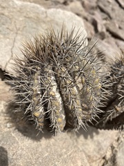 Copiapoa atacamensis