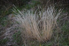 Corynephorus canescens