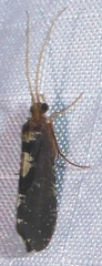 Polyplectropus